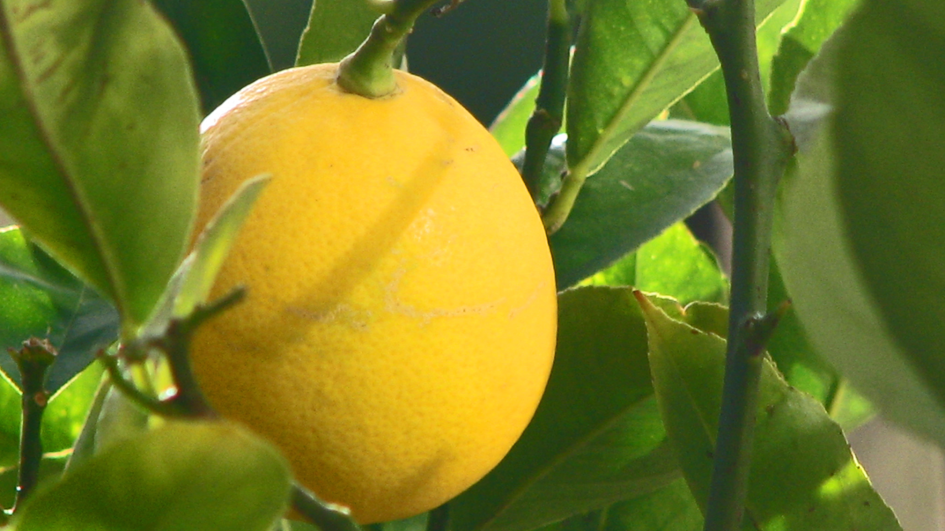 Meyer_Lemon