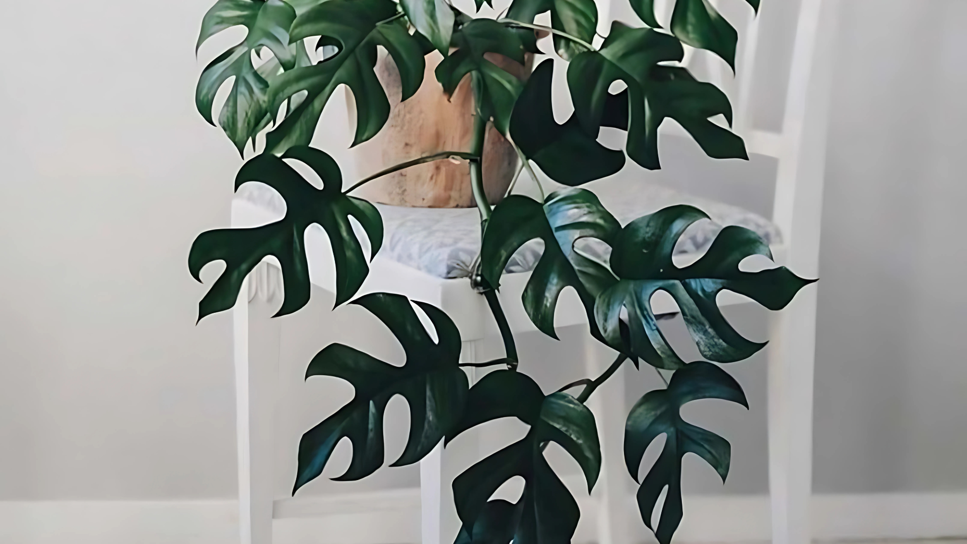 Mini_Monstera