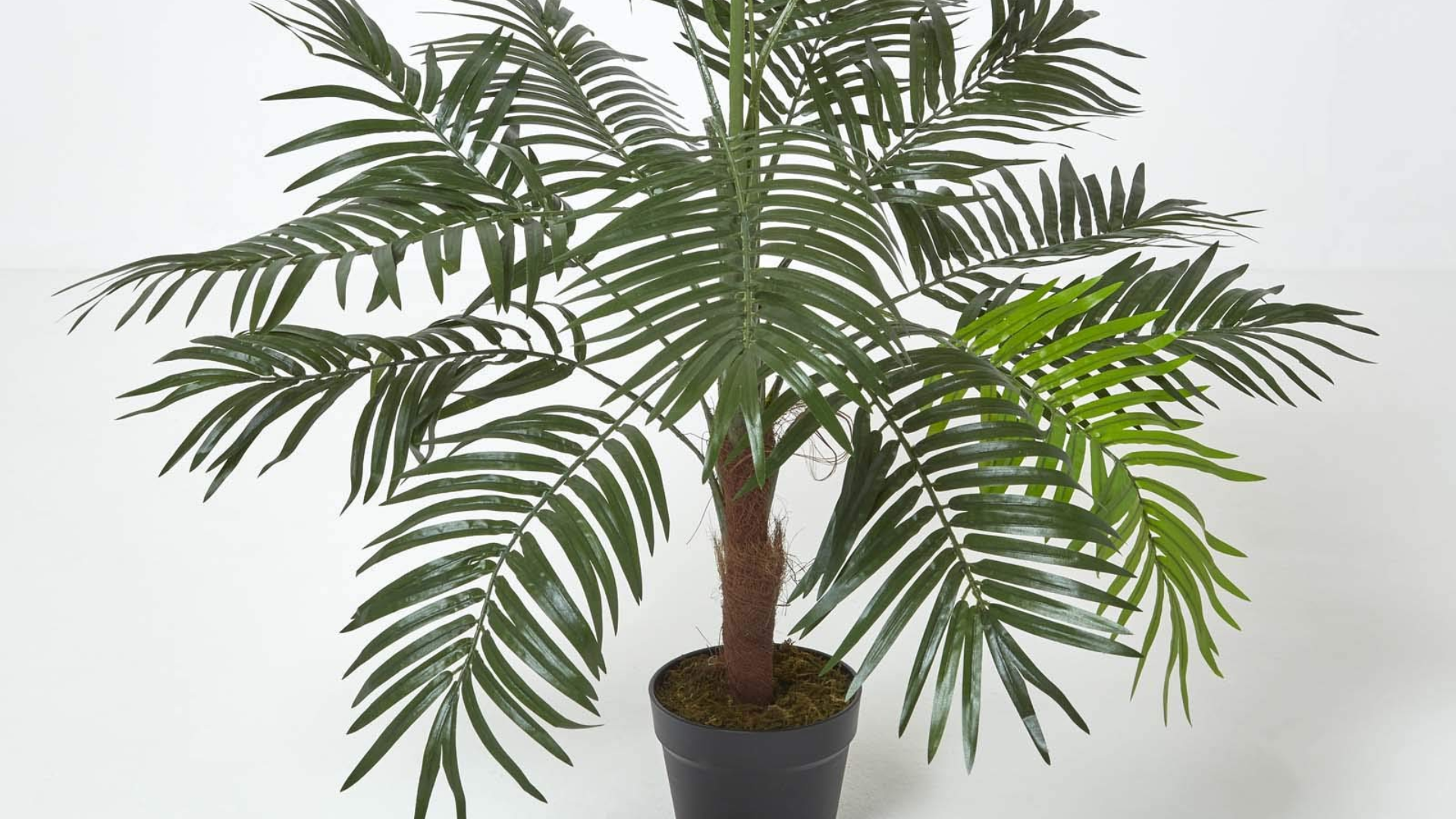 Mini_Palm