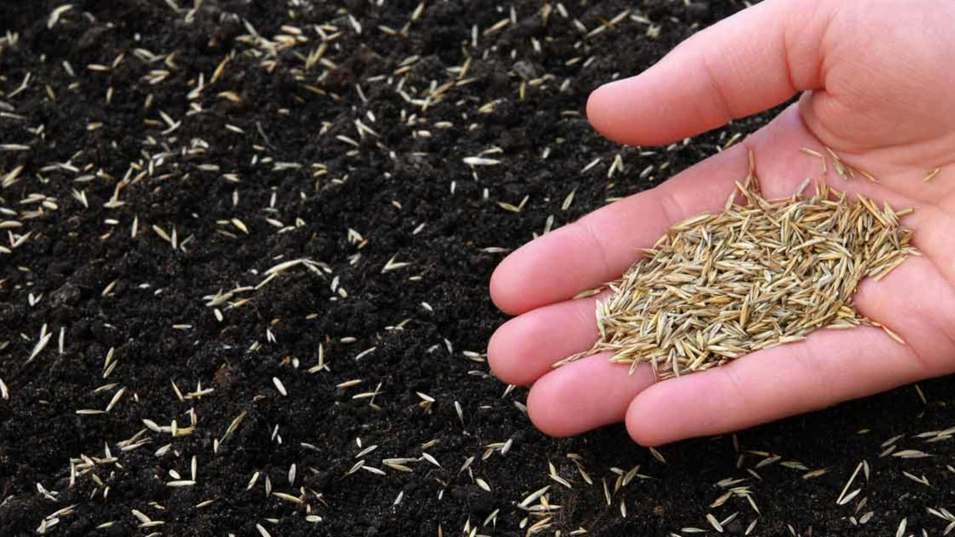 Mistakes-to-Avoid-When-Seeding-a-Lawn