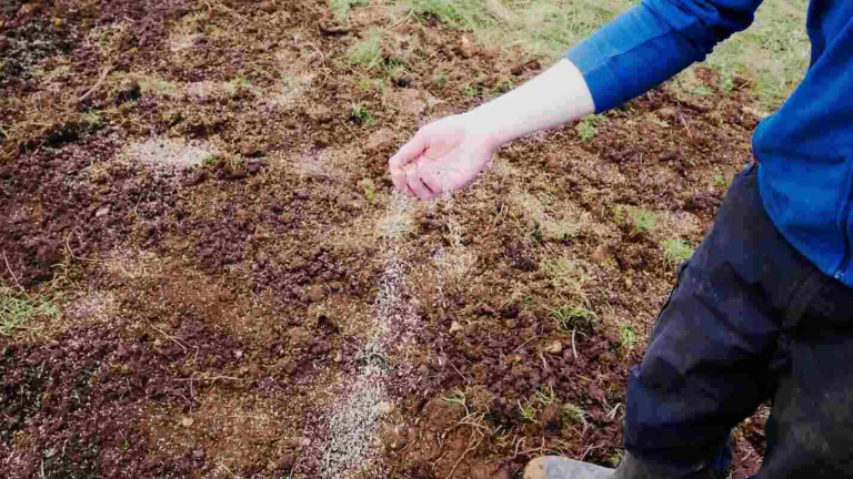 Mixing Grass Seed with Soil: A Complete Guide