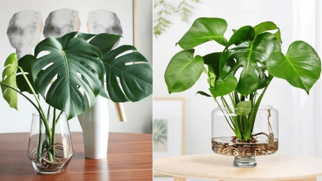 My Guide to Propagating Monstera Plants at Home