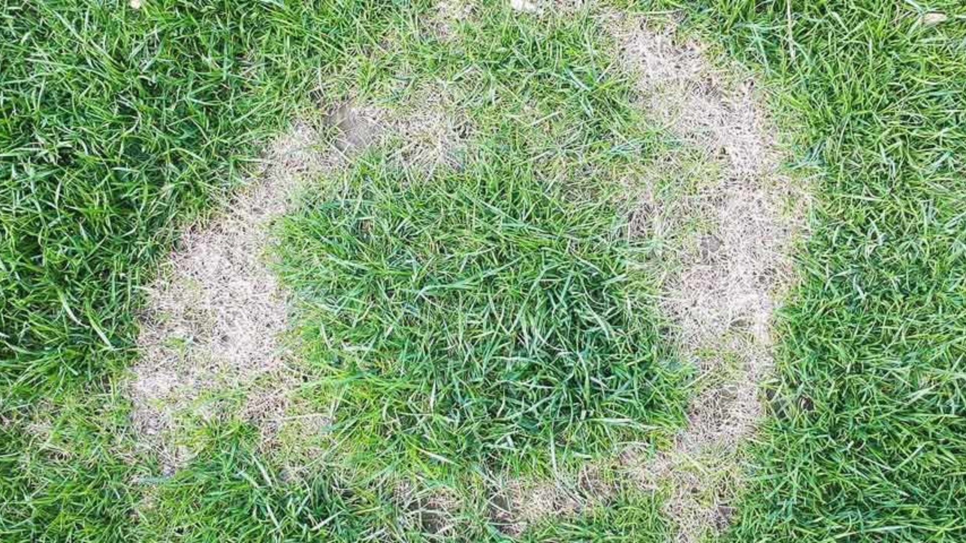 Necrotic_Ring_Spot