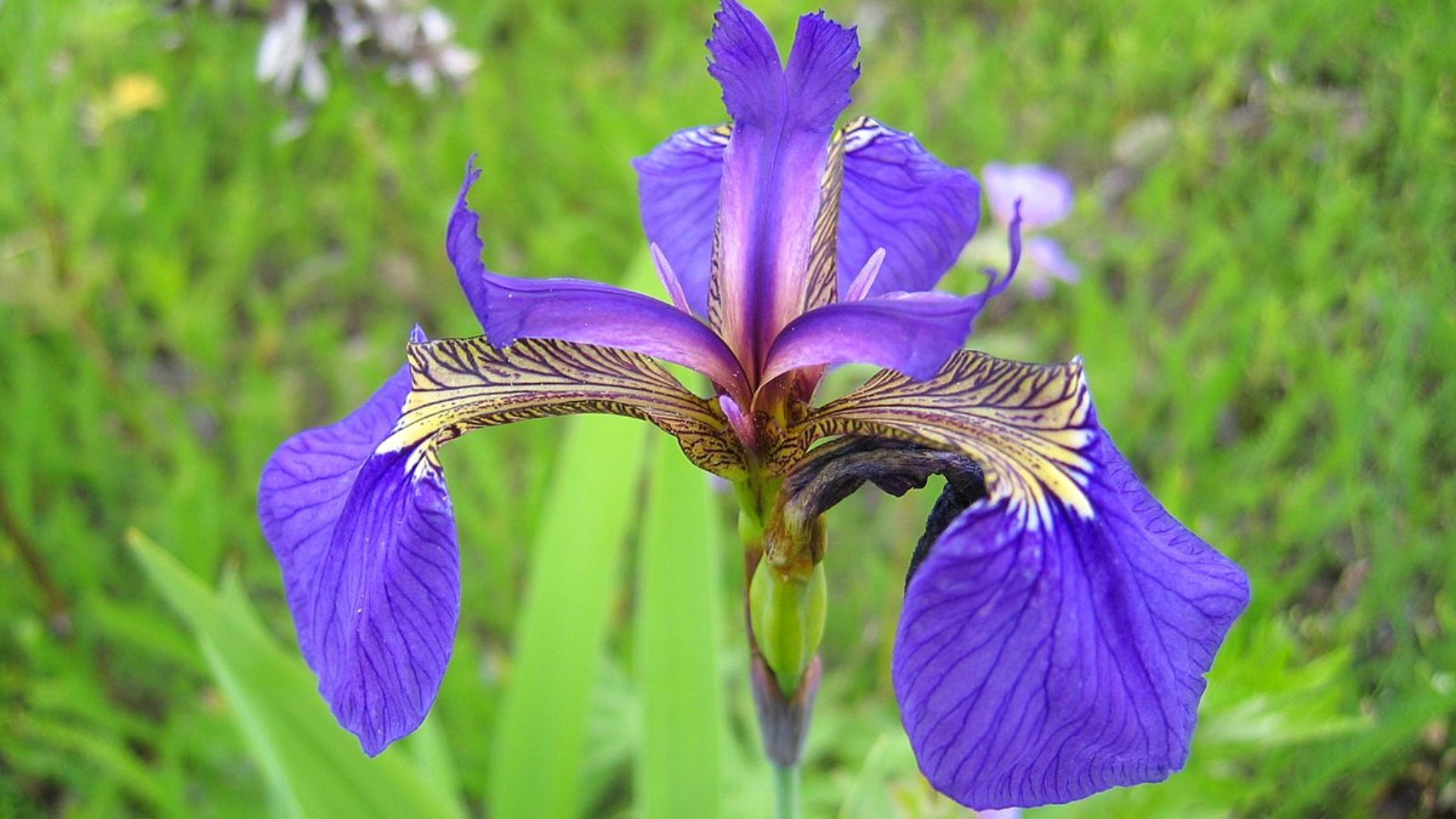 Northern_Blue_Flag_Iris_setosa