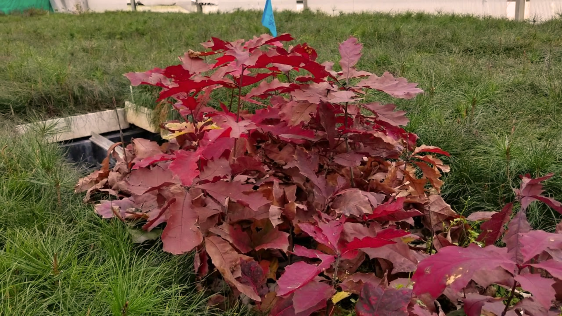 Northern_Red_Oak