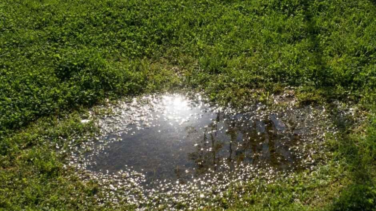 Overwatered Lawn: Signs, Causes, and How to Fix It Fast