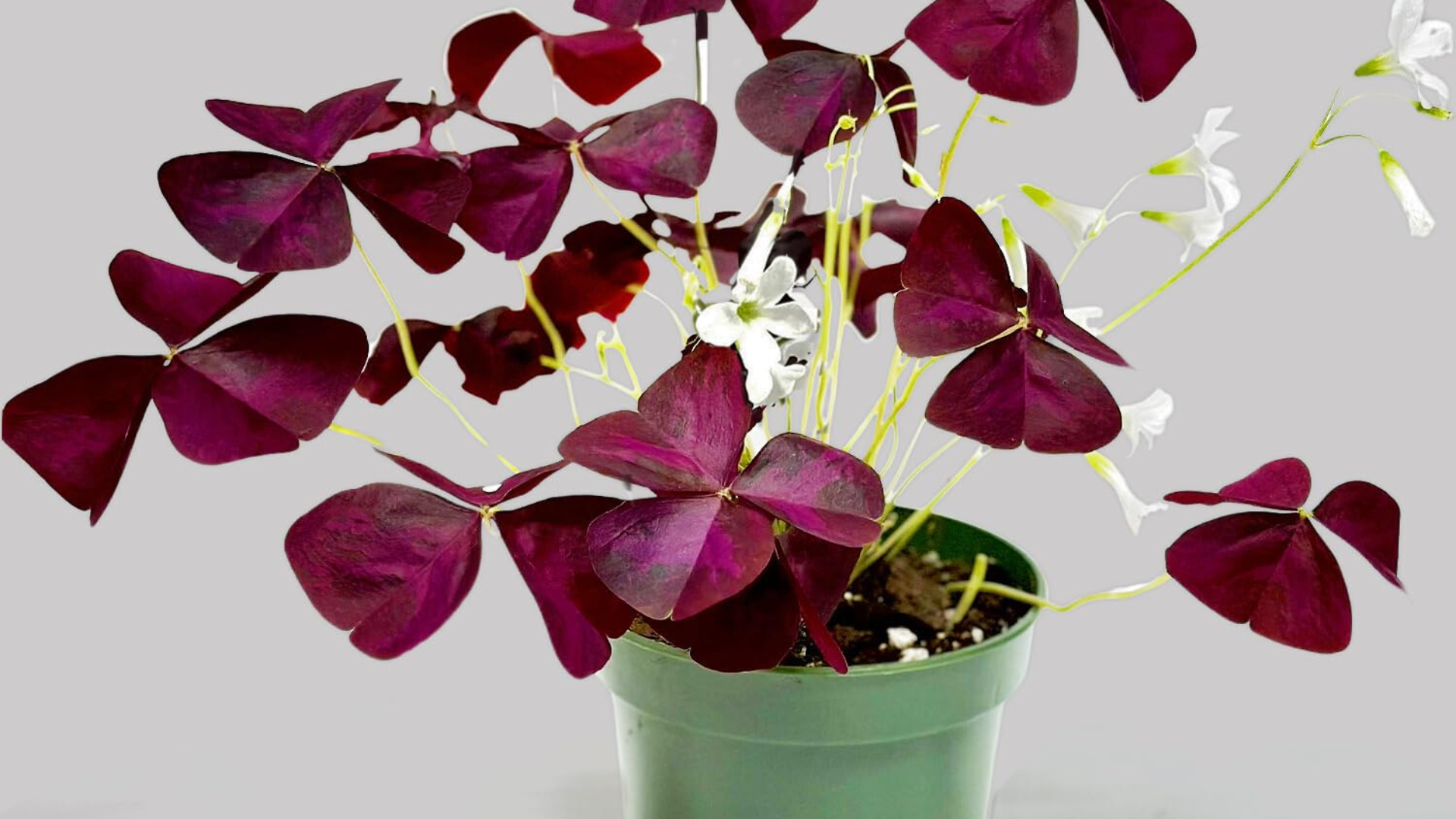 Oxalis_Purple_Shamrock