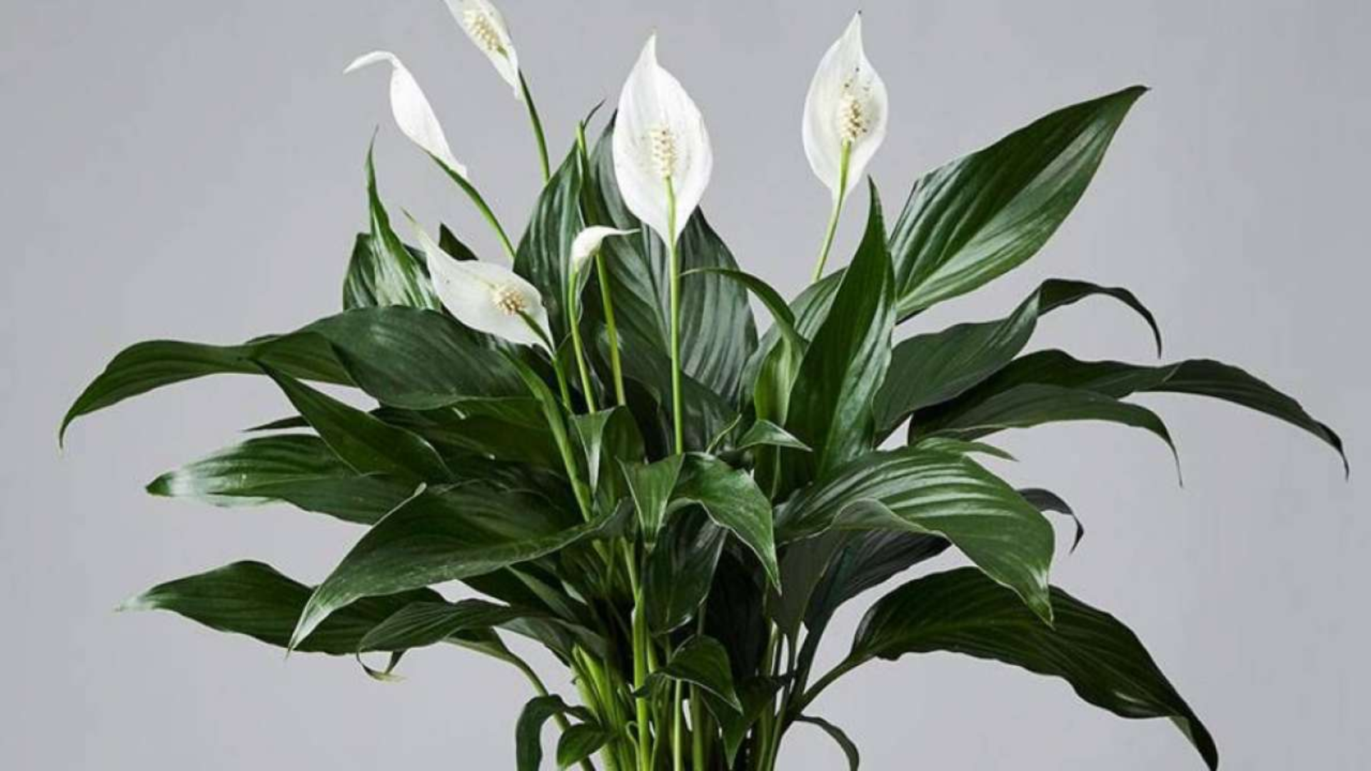 Peace_Lily