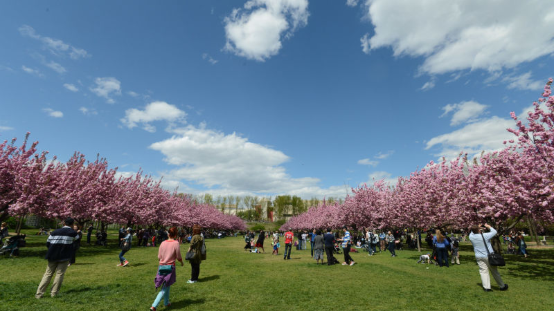 Peony_Garden_Brooklyn_Botanic_Garden_USA
