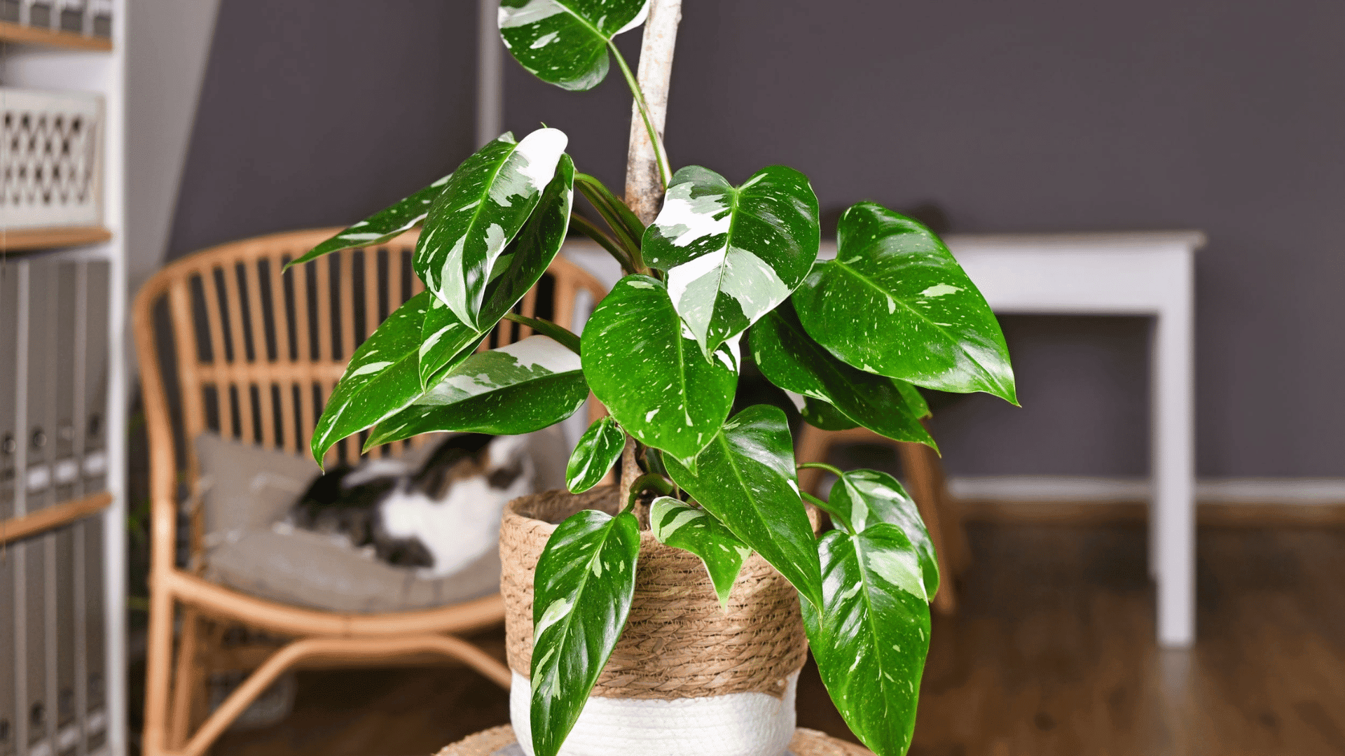 Philodendron