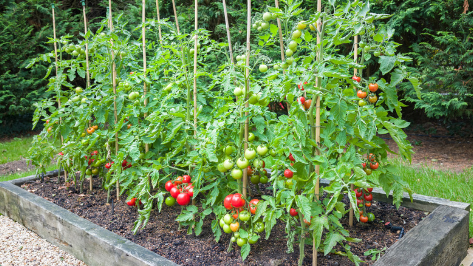 Pick_the_Perfect_Planting_Spot