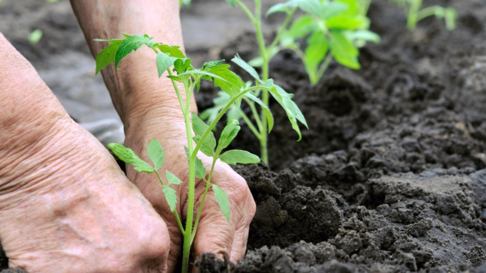 Plant_Deep_for_Strong_Roots