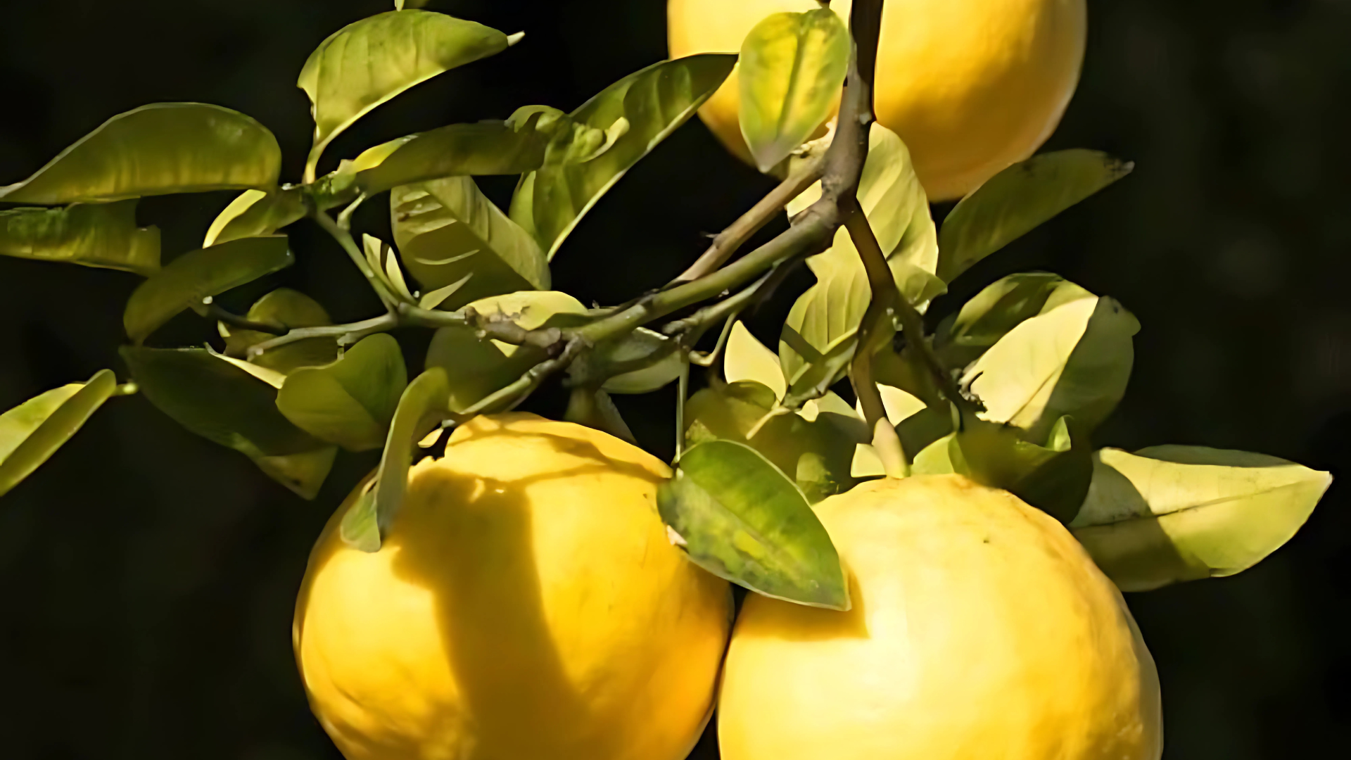 Ponderosa_Lemon