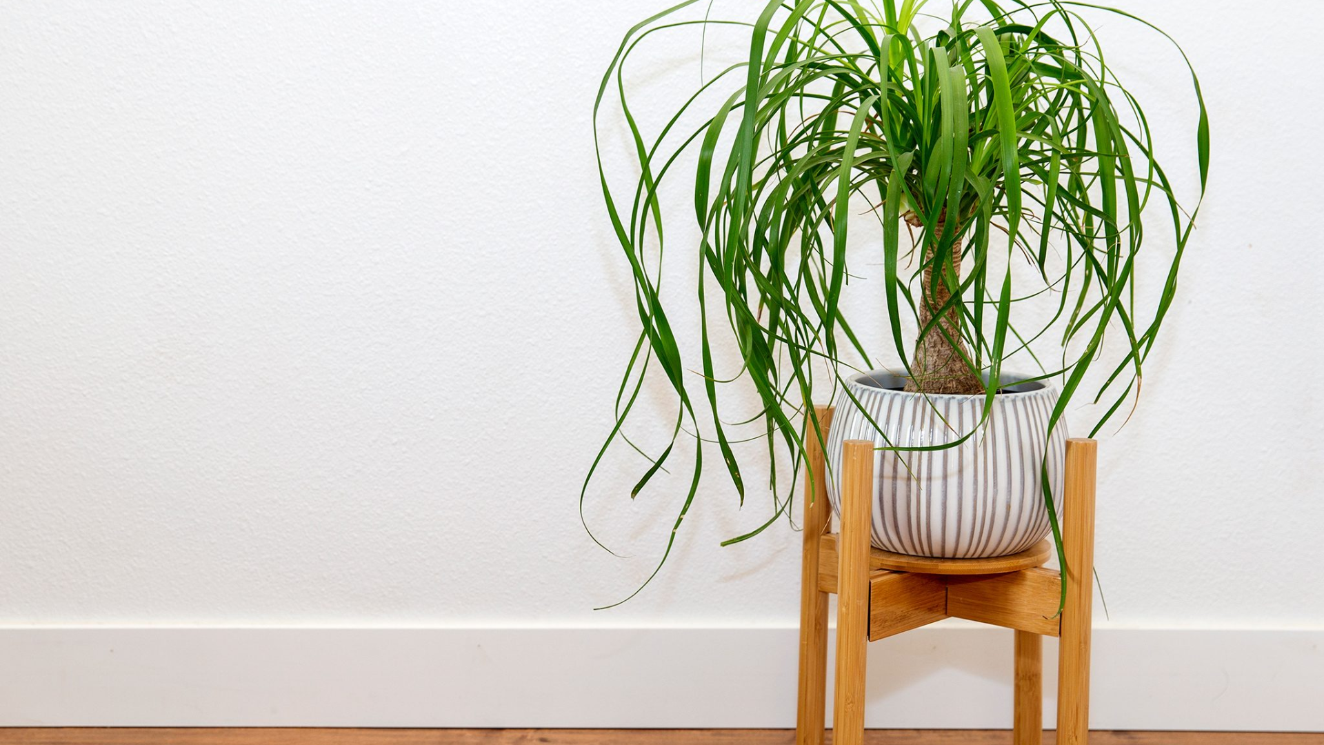 Ponytail_Palm