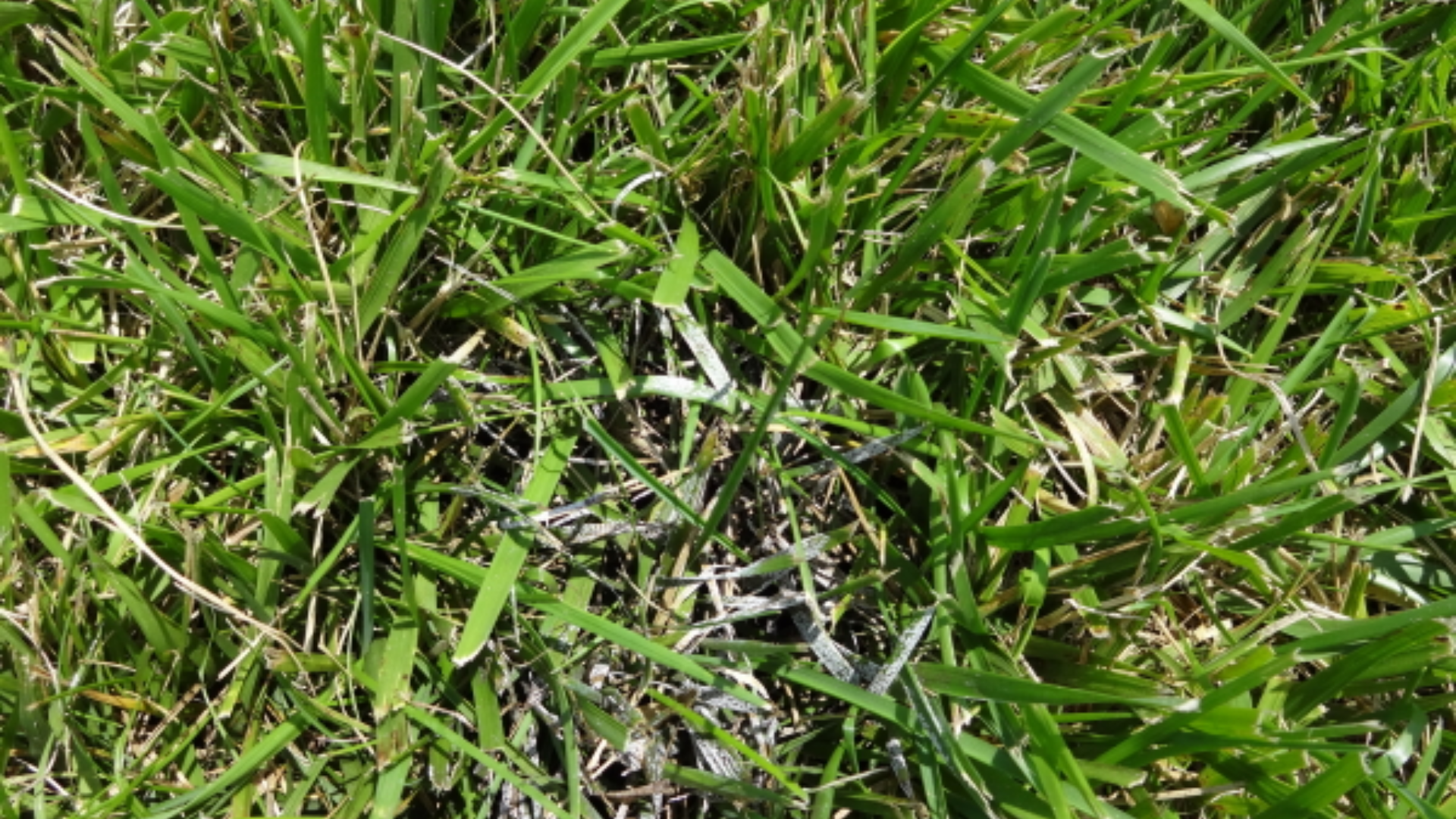 Powdery_Mildew