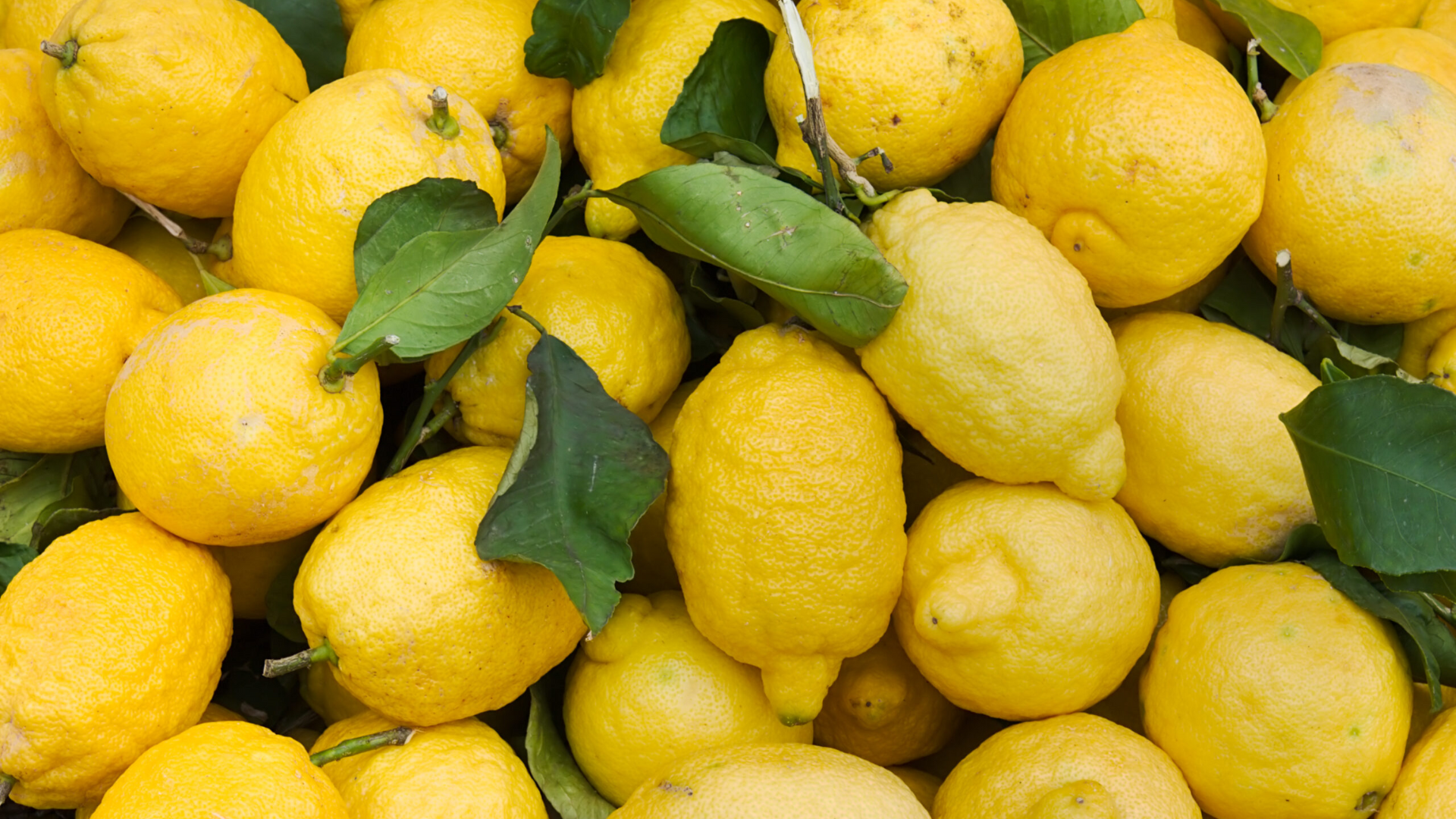 Primofiori_Lemon