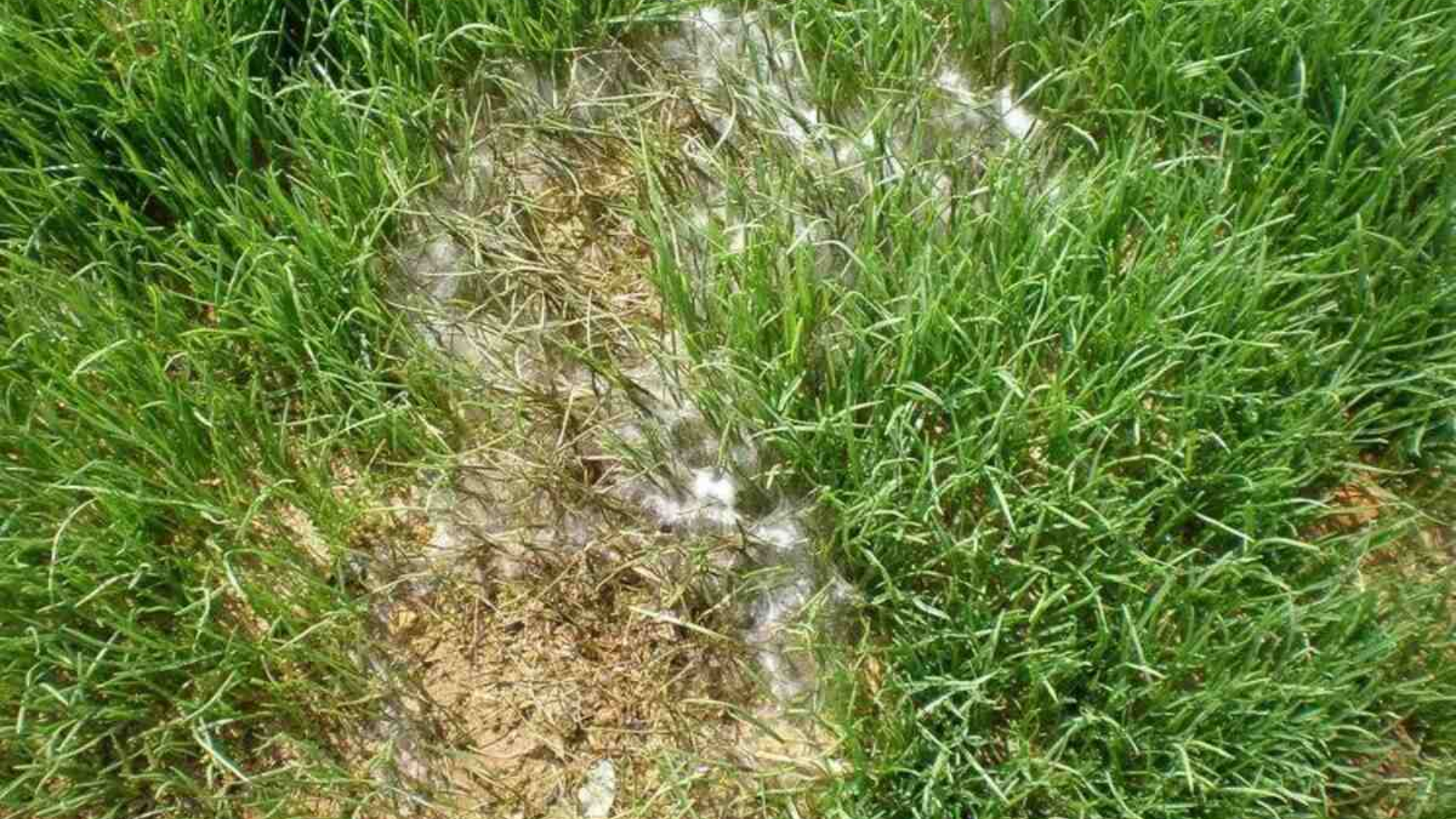 Pythium_Blight