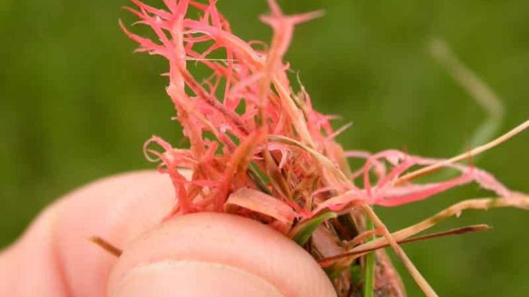 Red Thread in Lawns: What It Looks Like