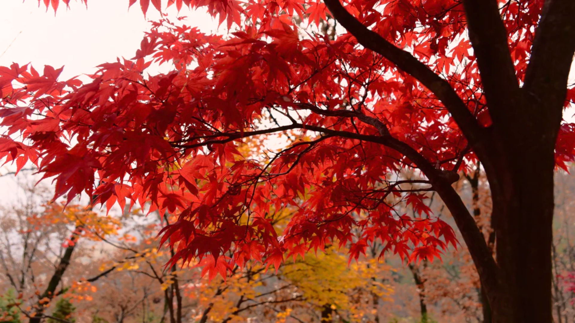 Red_Maple