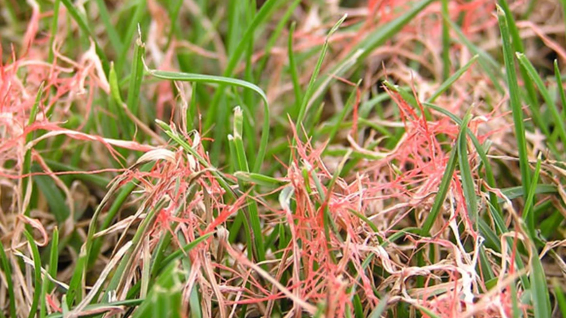 Red_Thread