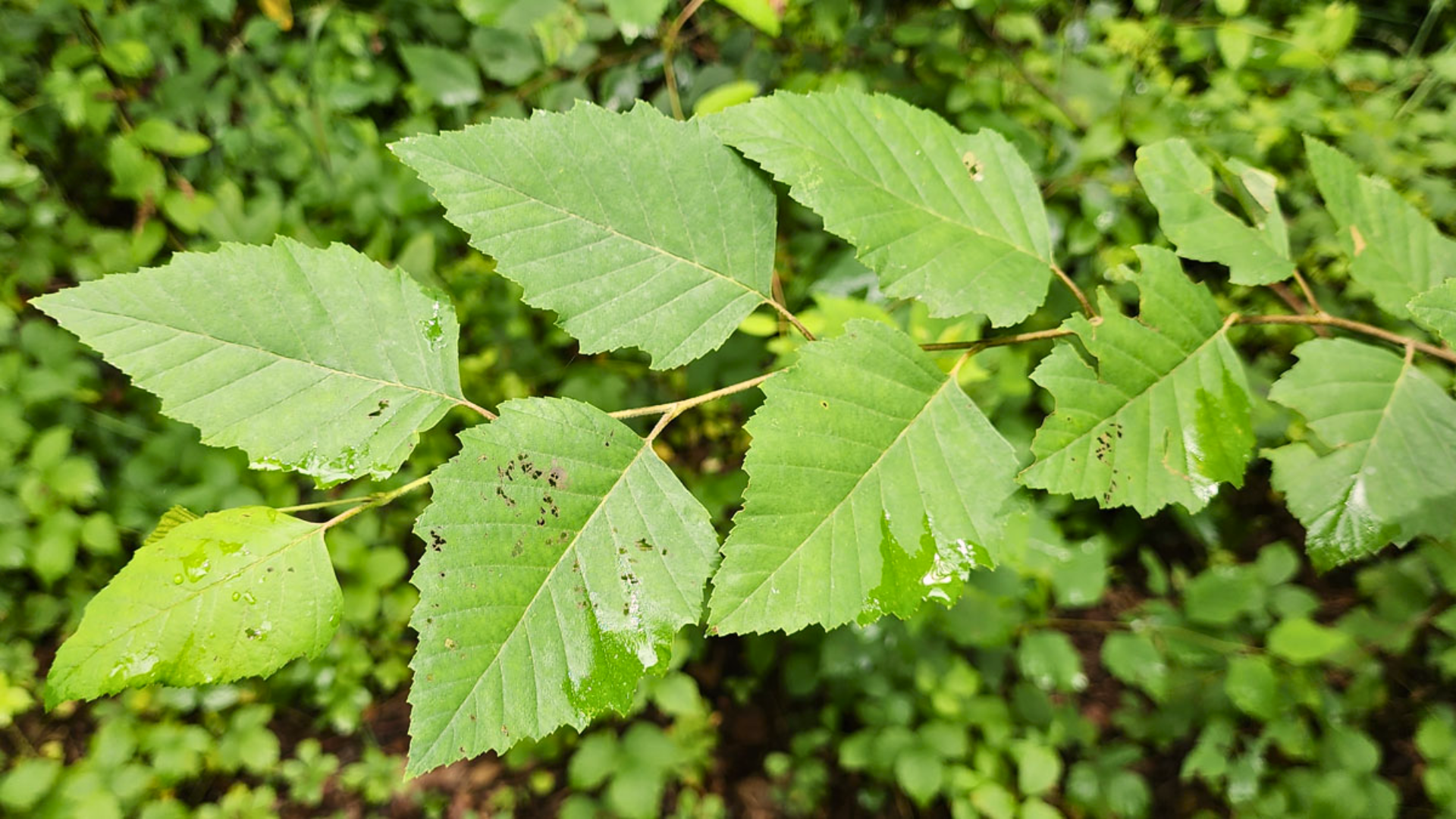 River_Birch