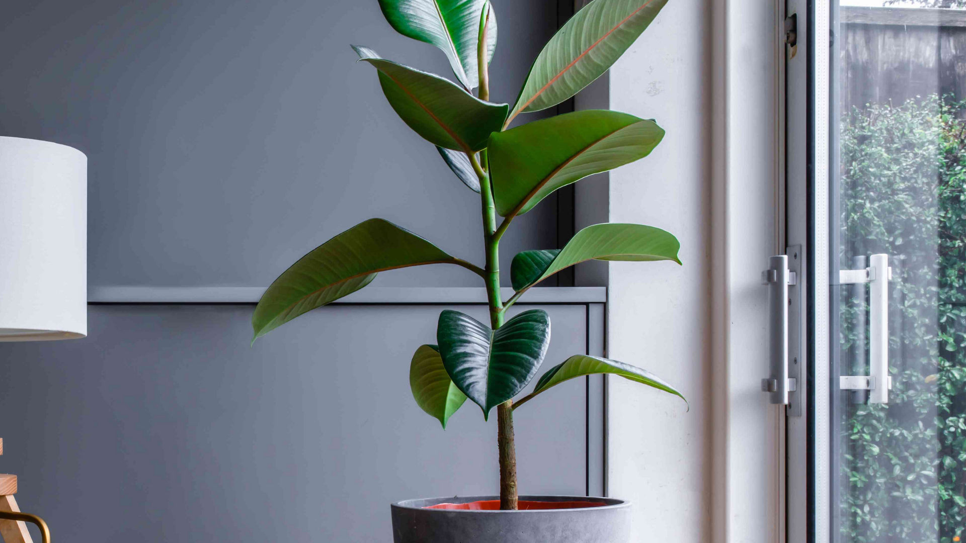 Rubber_Plant