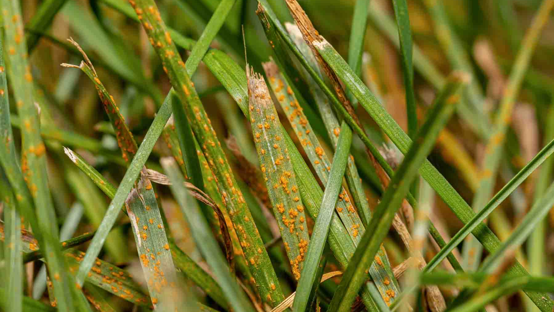Rust_Disease