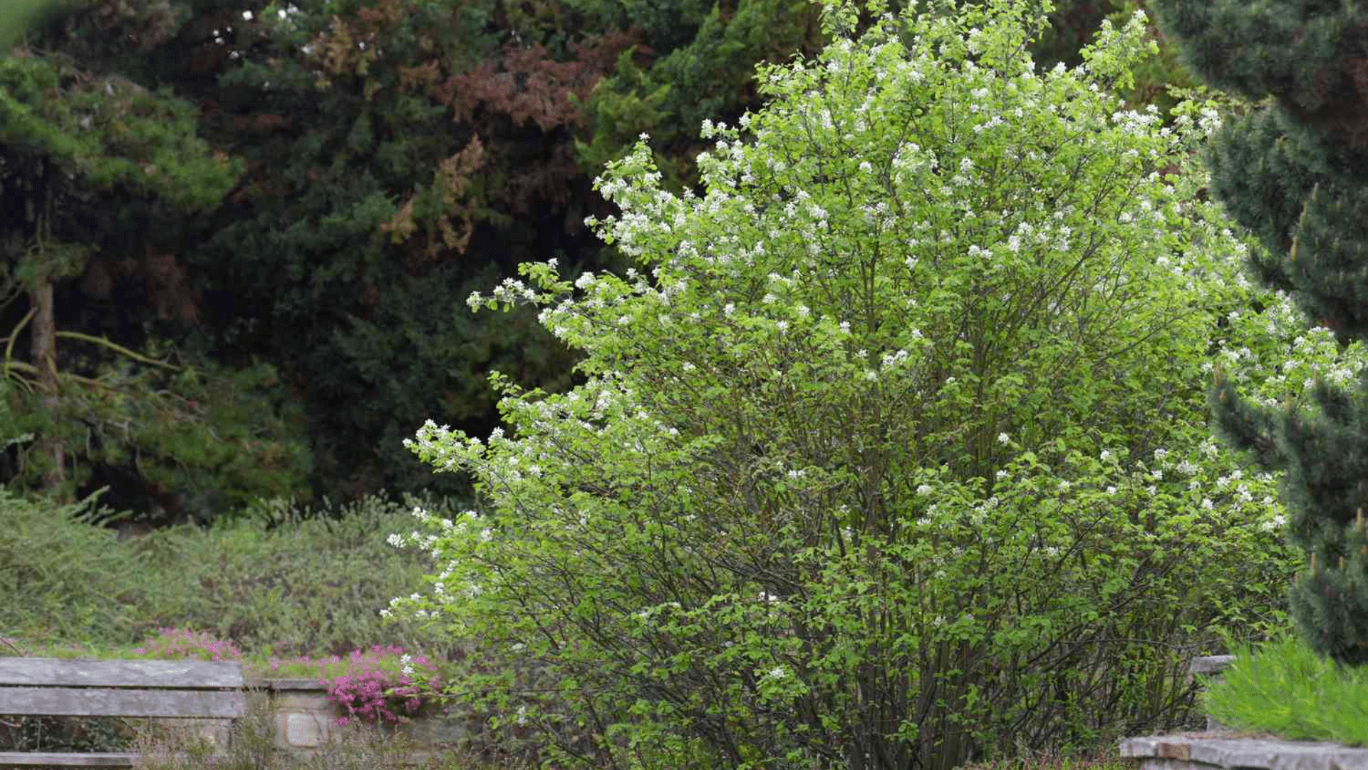 Saskatoon_Berry_Amelanchier_alnifolia
