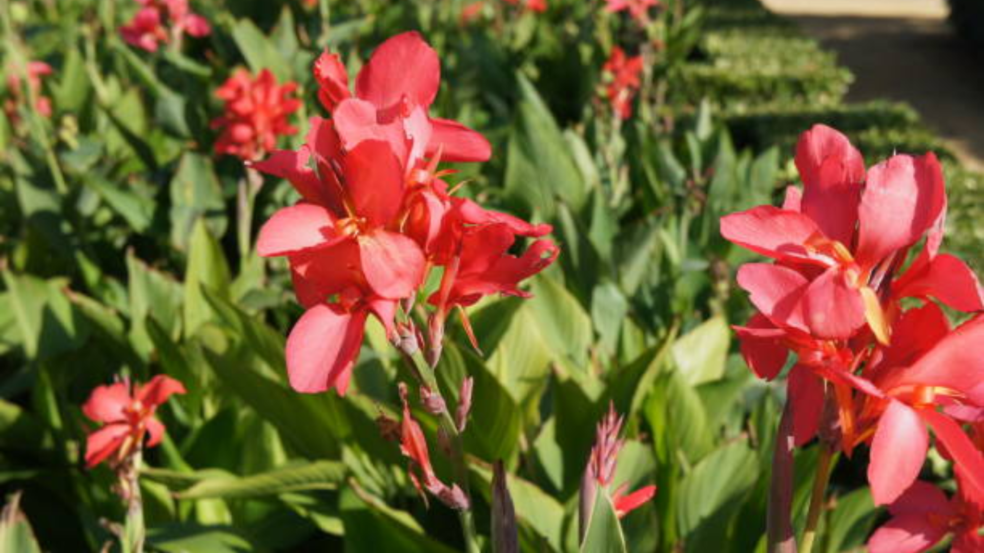 Scarlet_Flag_Canna_indica