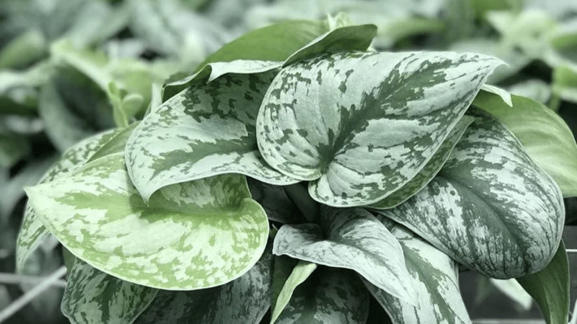 Scindapsus_Black_Satin