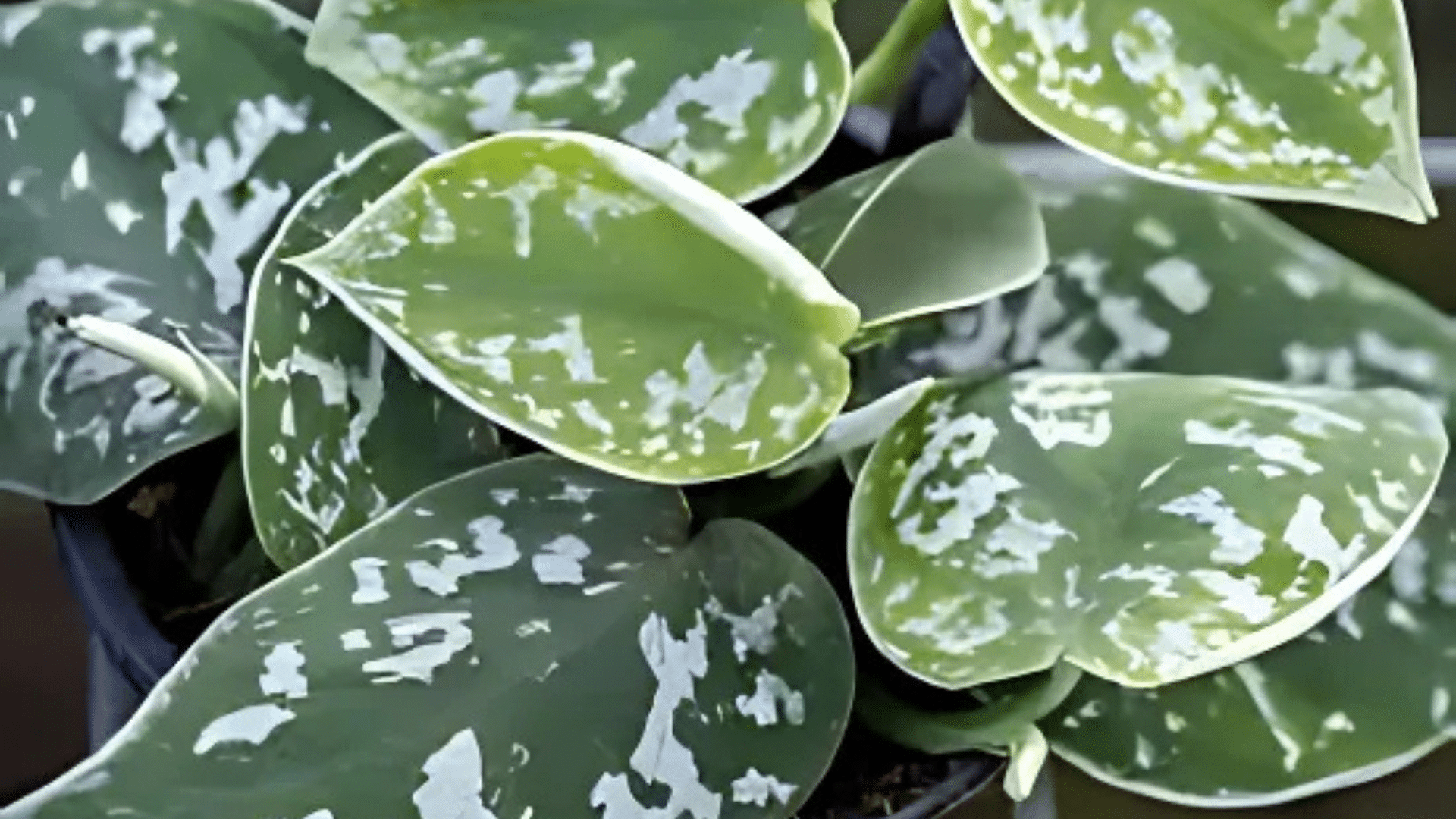 Scindapsus_Pictus_Argyraeus