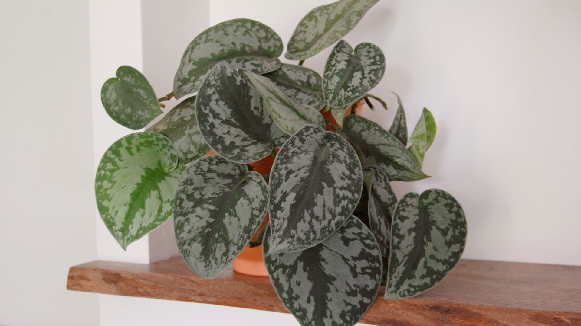 Scindapsus_Pictus_Exotica