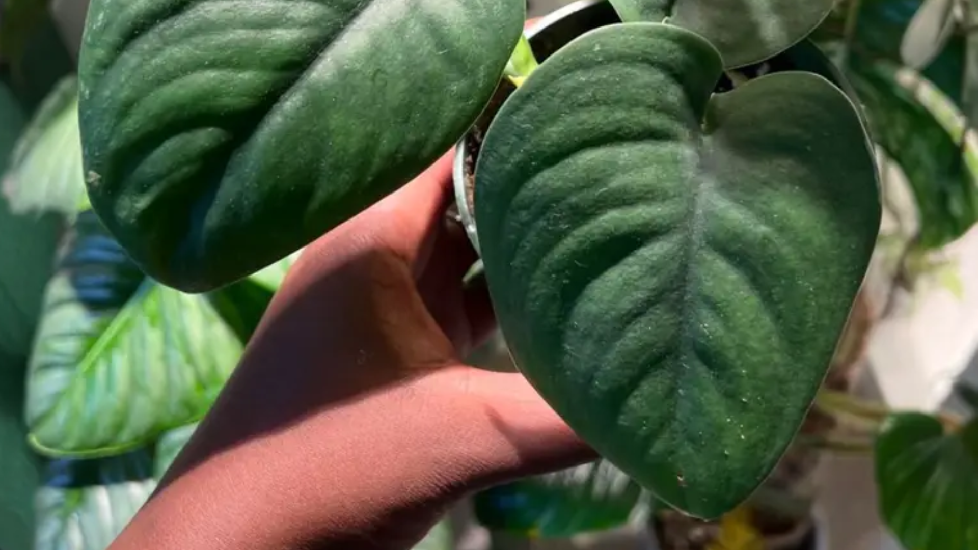 Scindapsus_Pictus_Jade_Satin