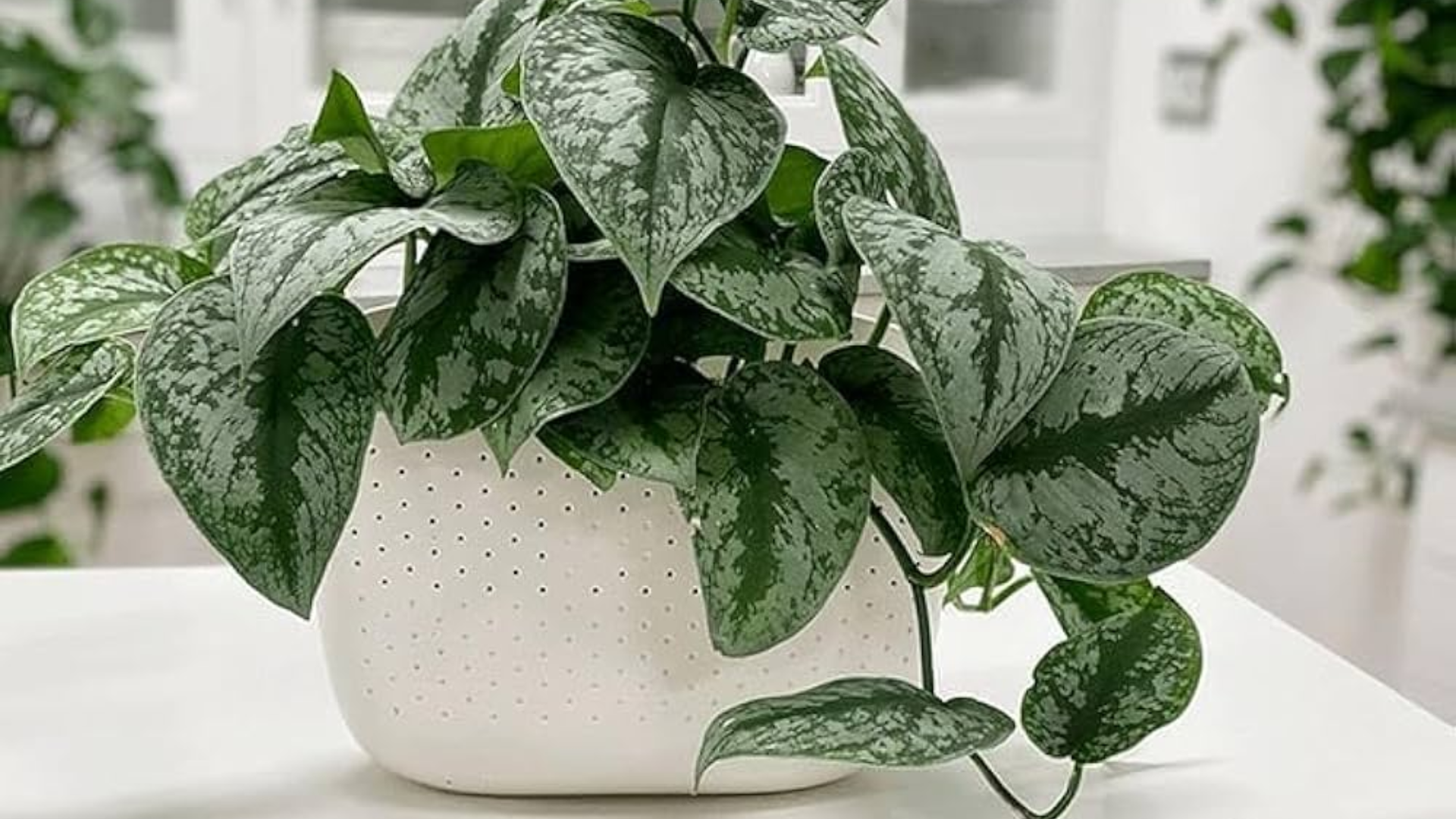 Scindapsus_Pictus_Silver_Satin