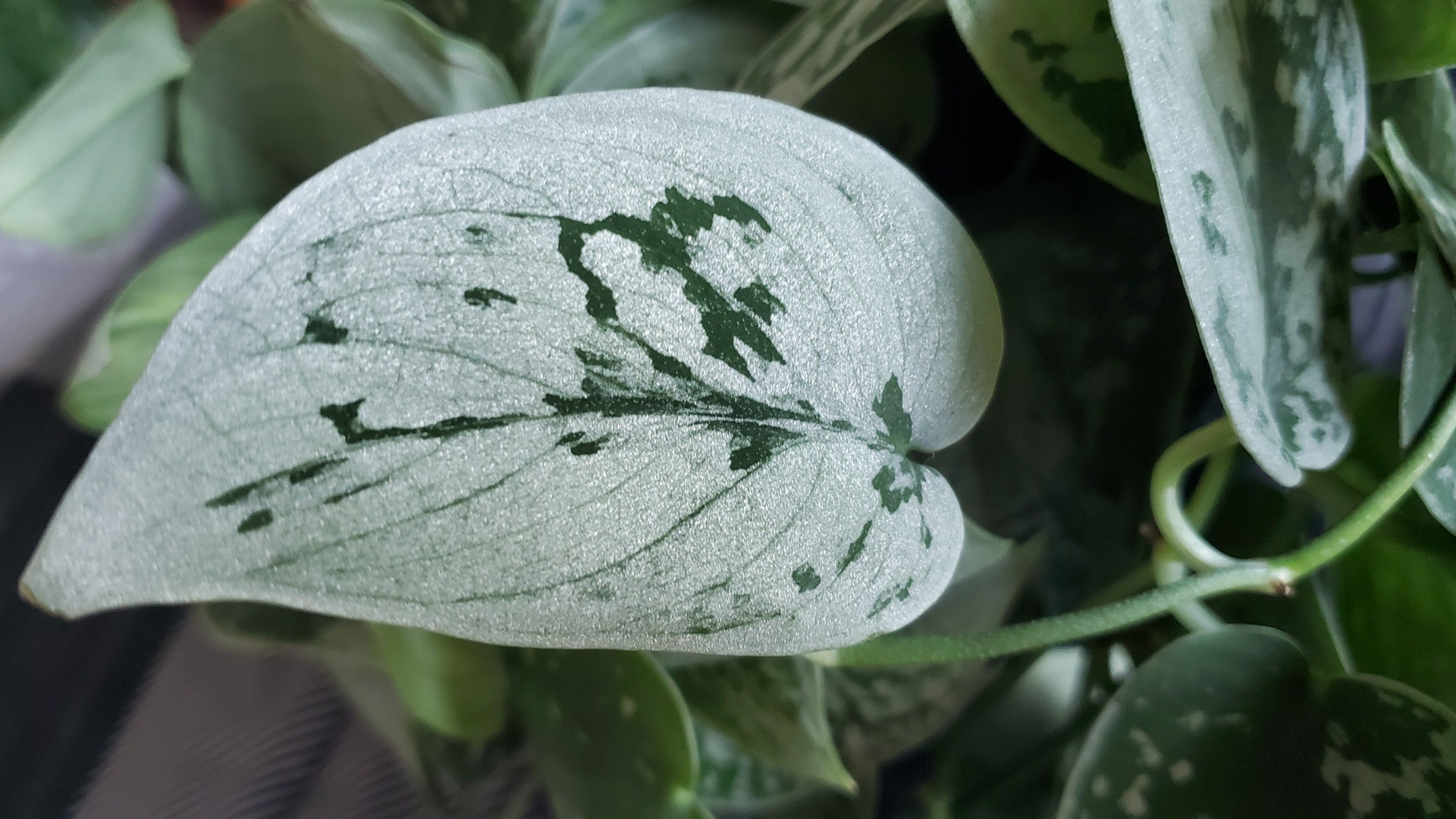 Scindapsus_Pictus_Silvery_Ann