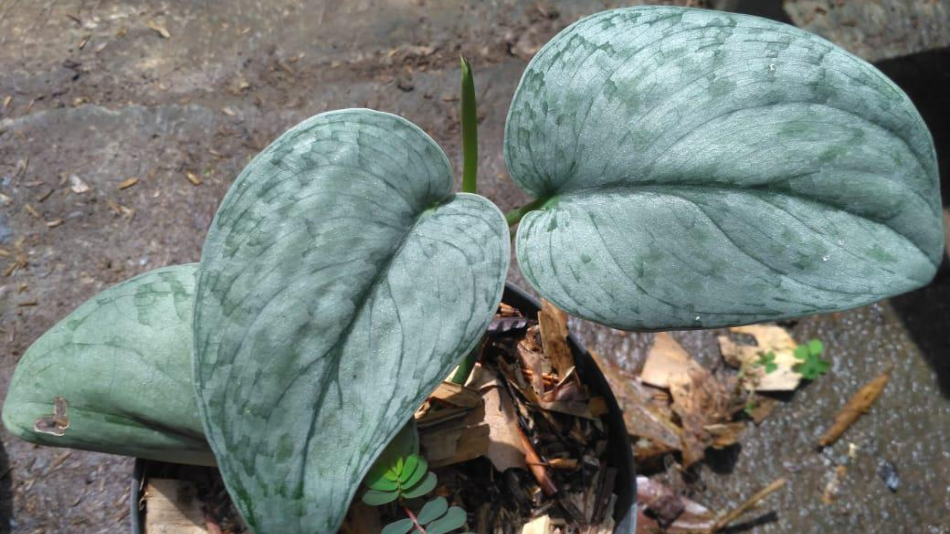 Scindapsus_Platinum