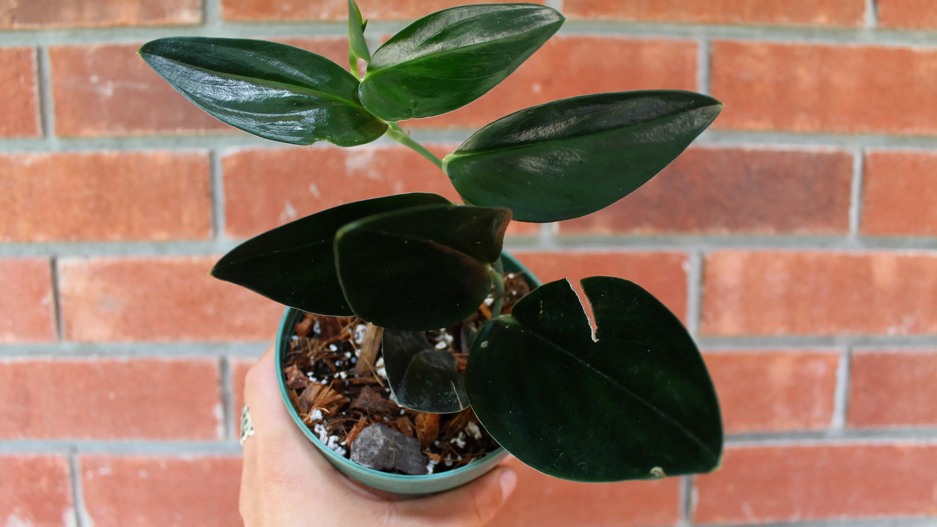 Scindapsus_Treubii_Dark_Form