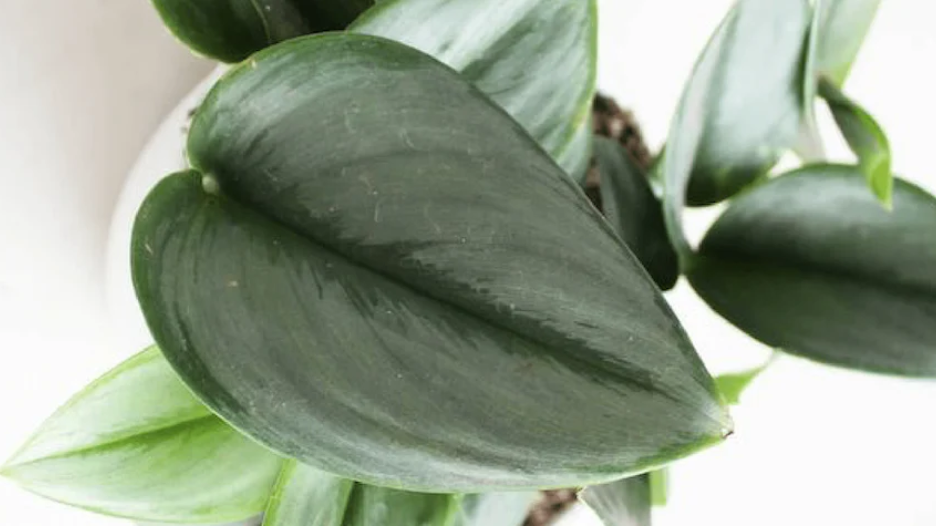 Scindapsus_Treubii_Moonlight