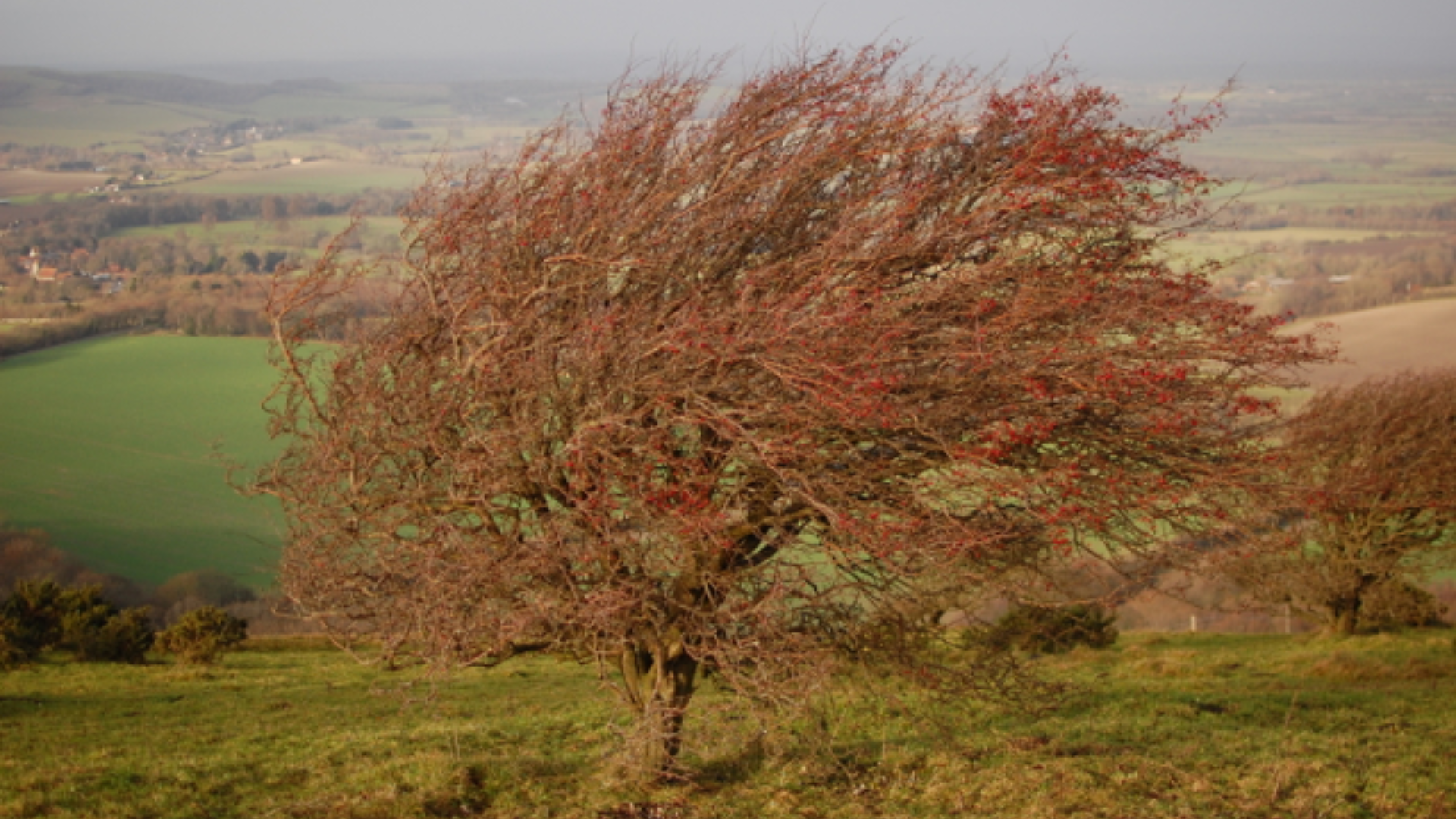 Seasonal_Changes_That_Help_With_Identification
