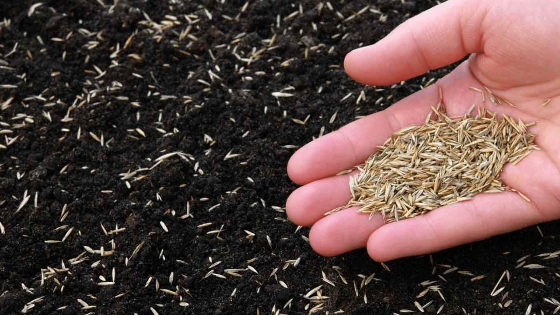 Seeding a Lawn