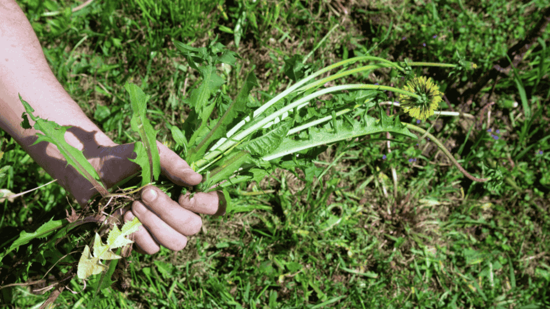 Signs It's Too Late to Spray for Weeds