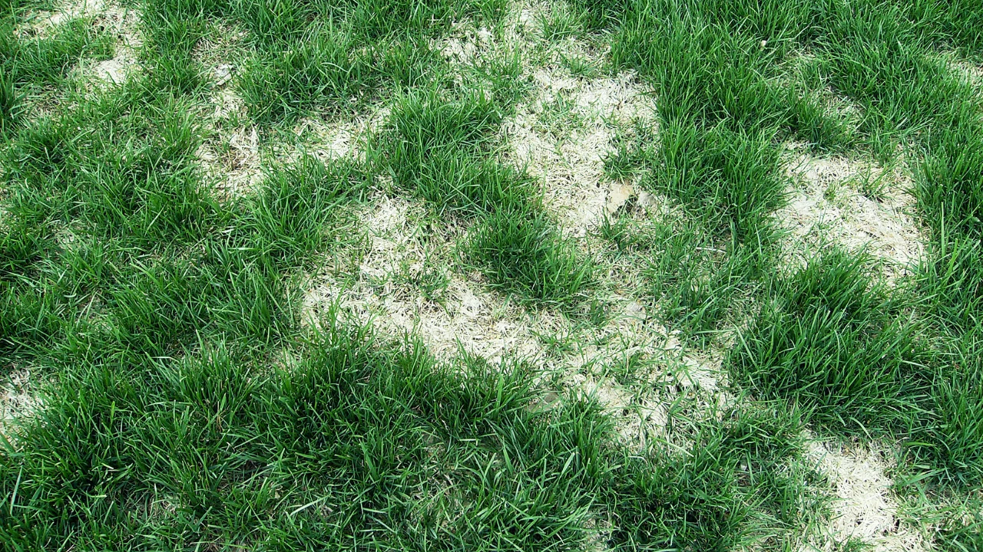 Snow_Mold