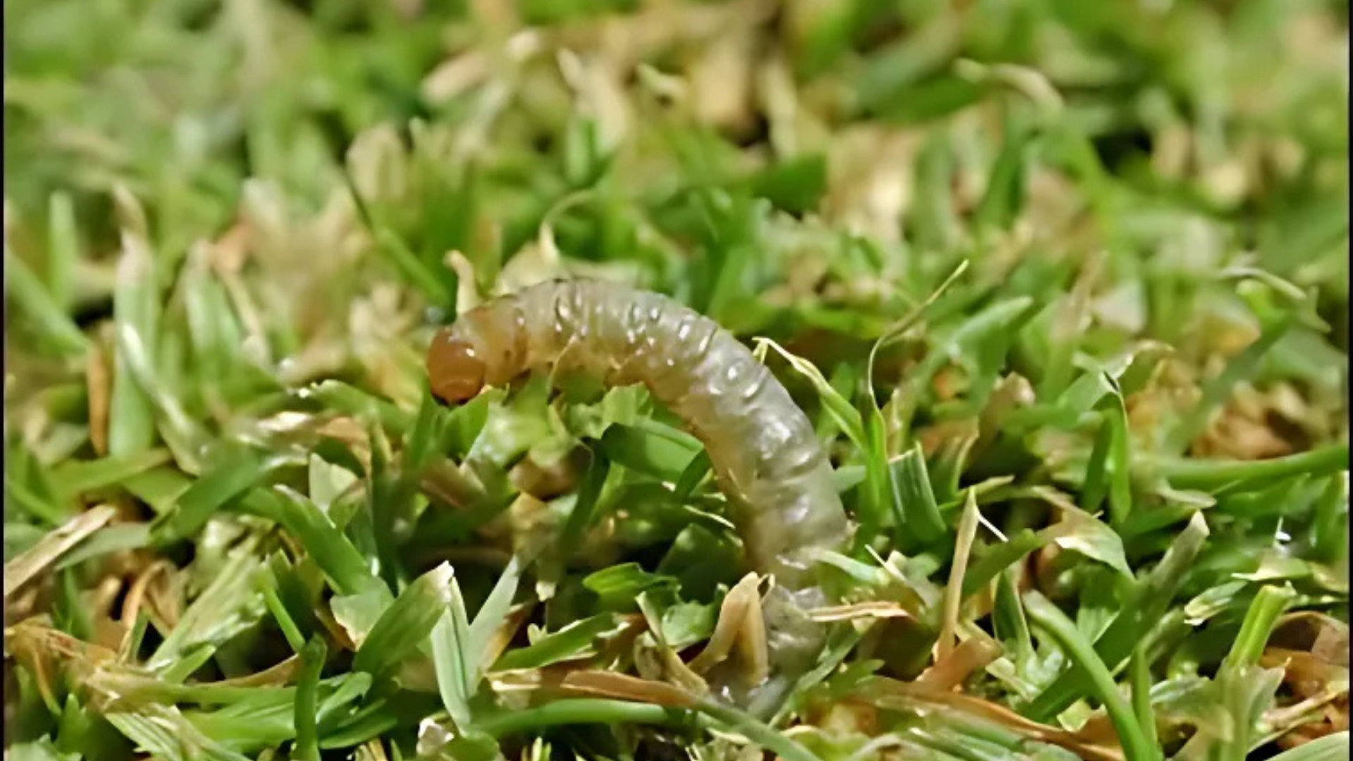 Sod Webworms