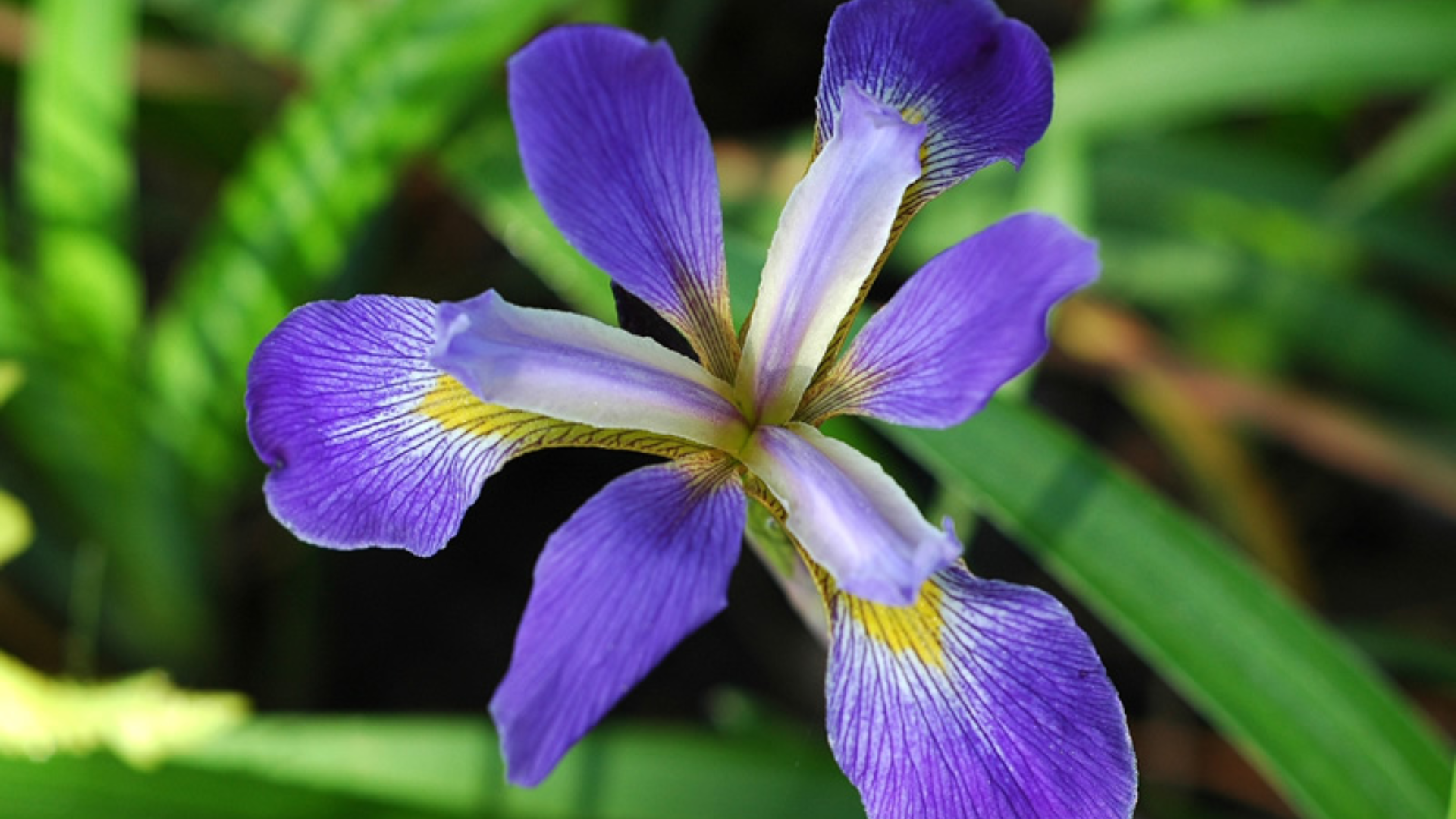 Southern_Blue_Flag_Iris_virginica