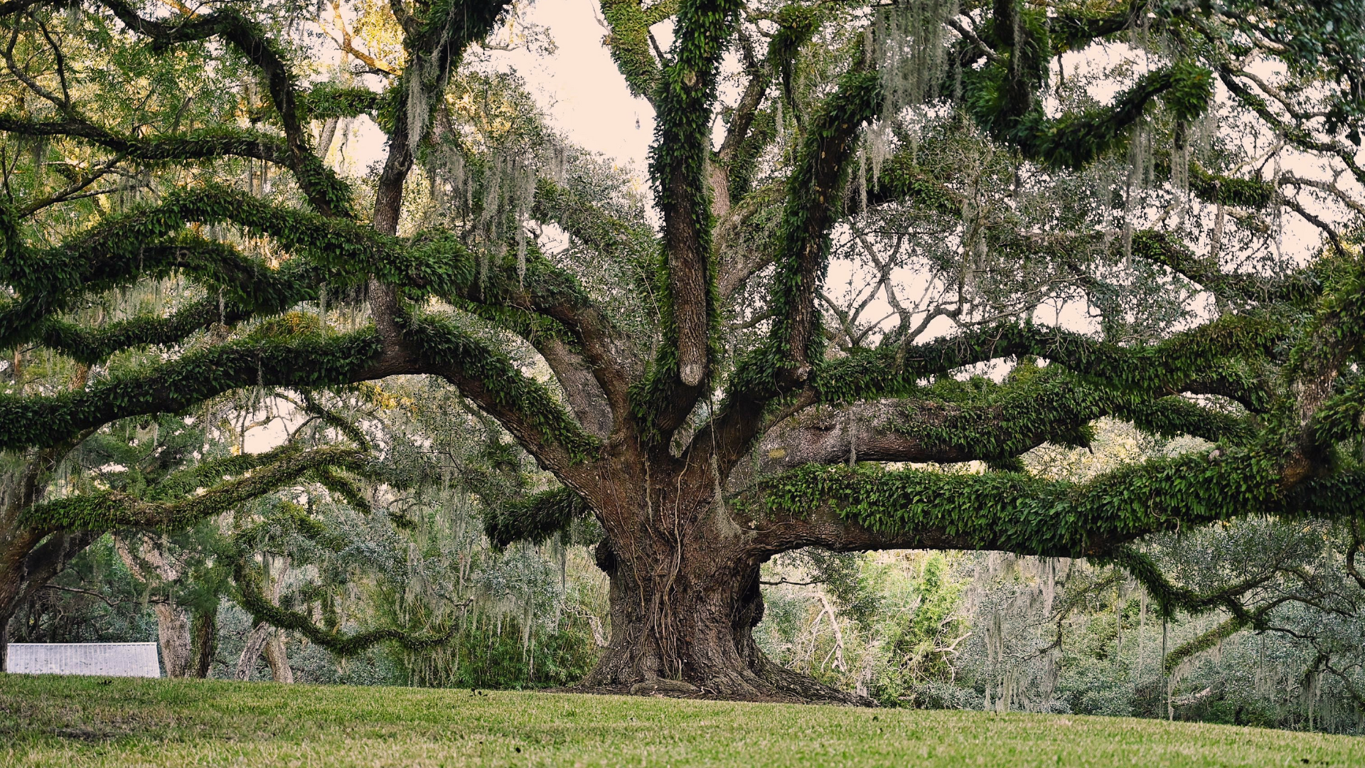 Southern_Live_Oak