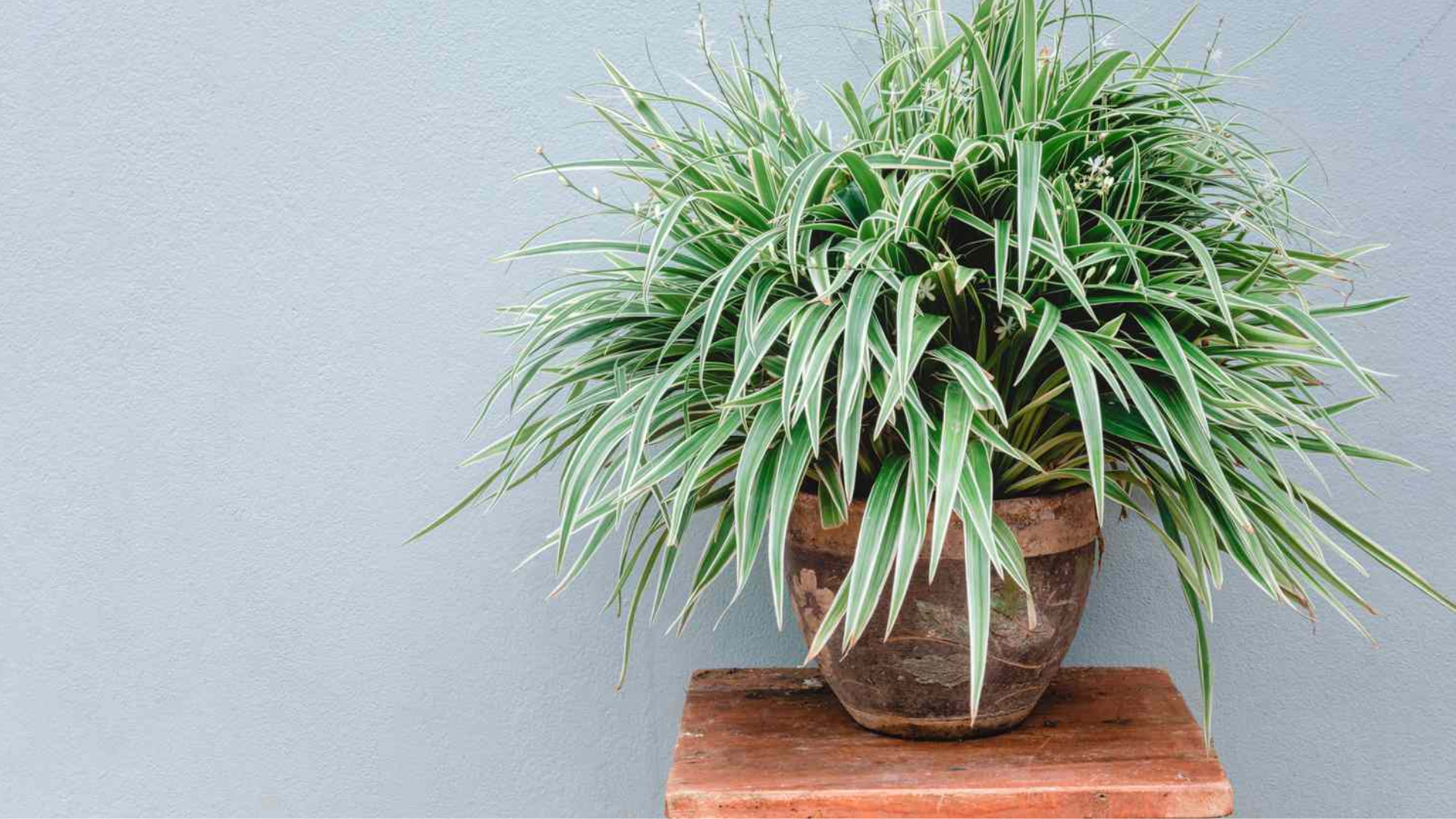 Spider_Plant