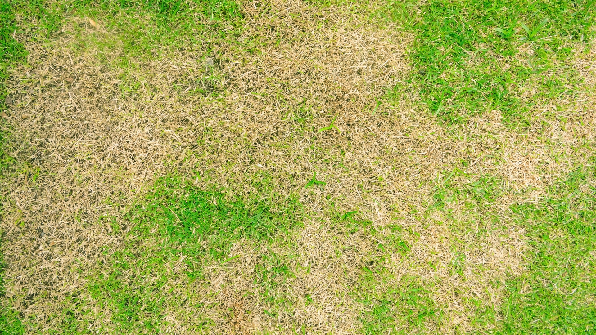 Spring_Dormancy