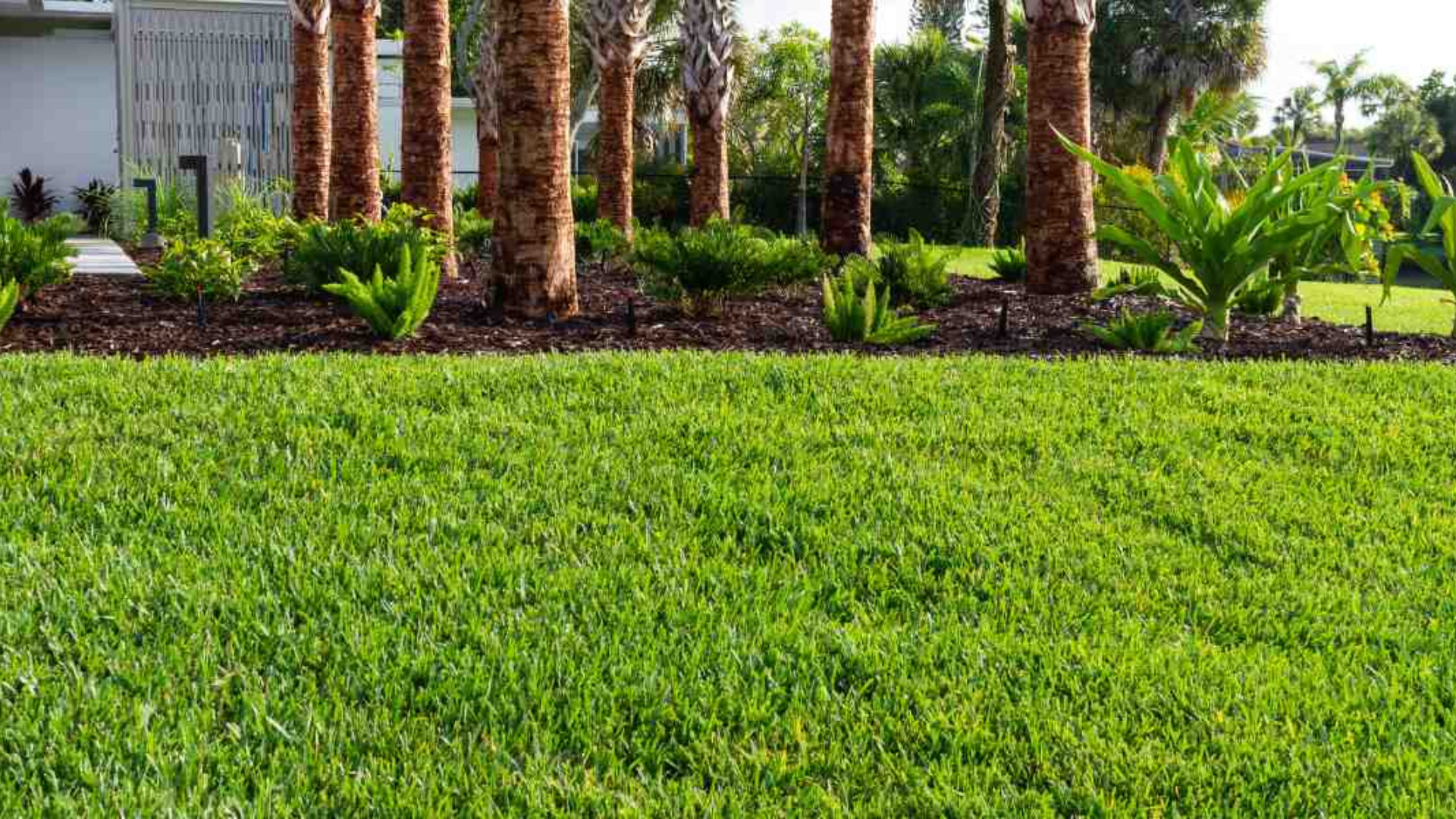 St_Augustine_Grass