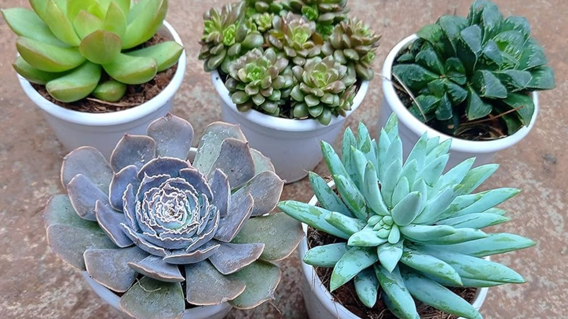 Succulent_Mix