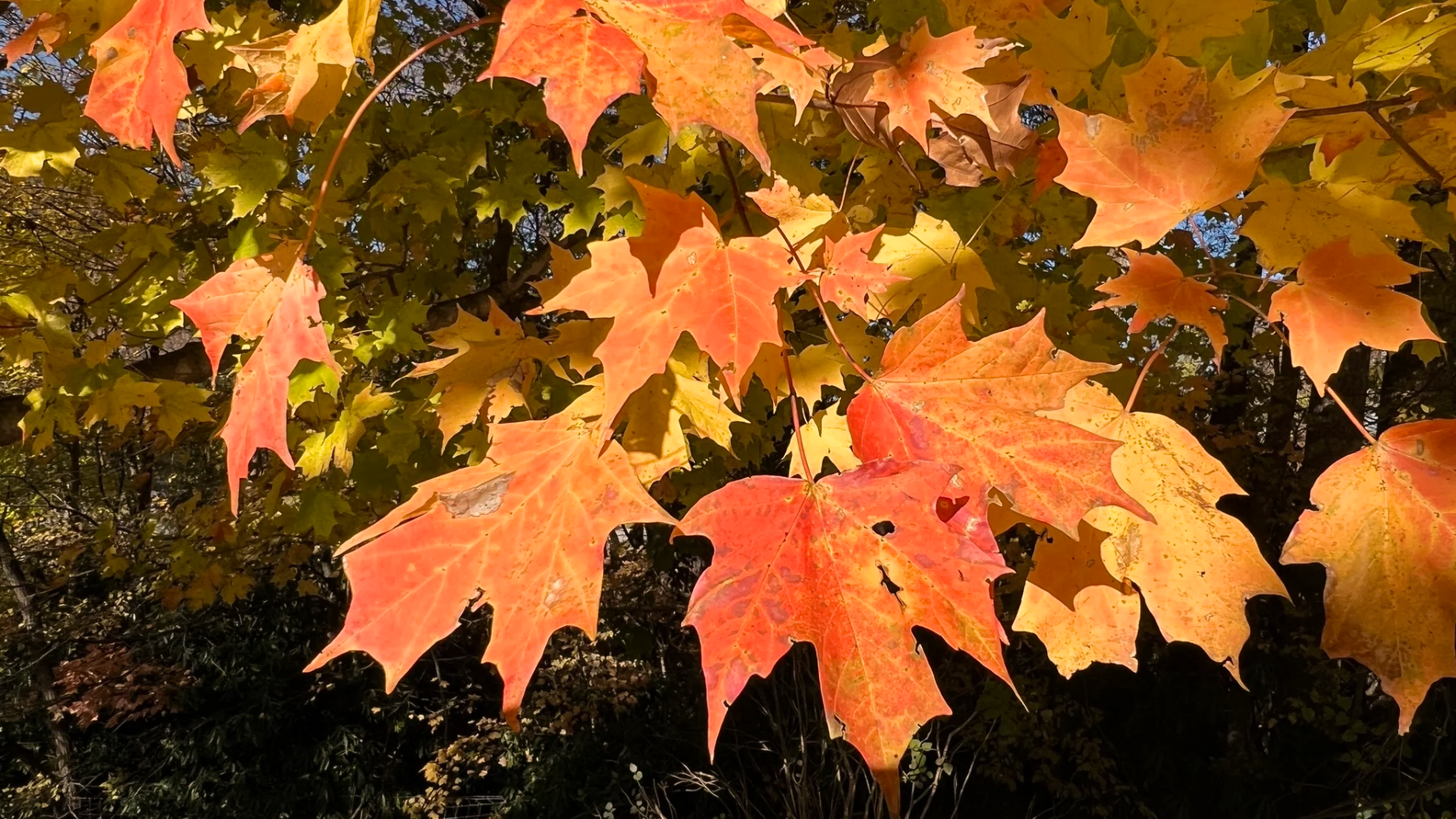 Sugar_Maple